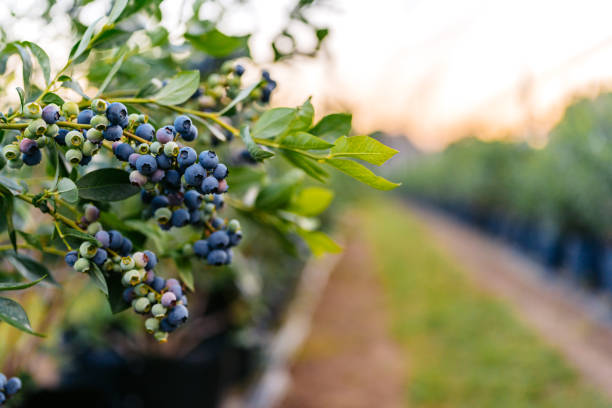 istock Blueberries On A Branch In An Agricultural Field 2162999144
