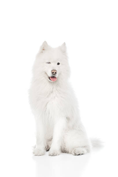 istock Samoyed sits elegantly, showing its thick, snowy white fur and friendly winks against white studio background. 2162999148