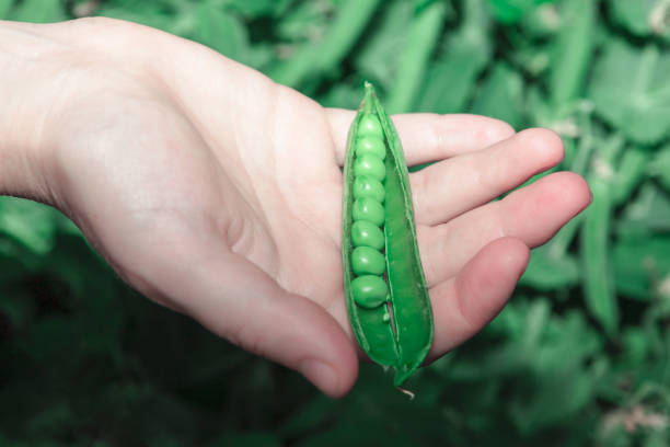 Hand holding a green pea pod with the pod split in half. Person holding a green pea harvest