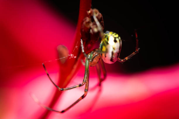 Venusta Orchard Spider hanging from a flower