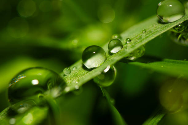 istock Beads of Water 2162999885