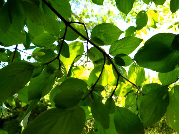 istock Branch with green leaves in the sun 2163000522