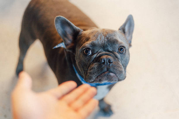 istock french bull dog 2163001295