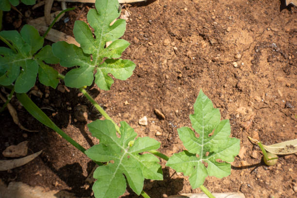 istock Waterlemon plant 2163001372