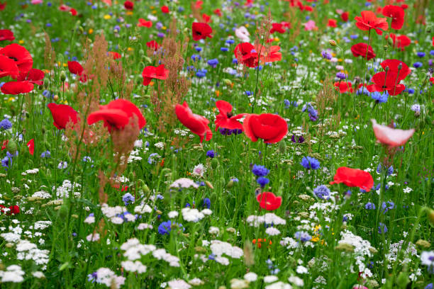 istock Wildlife flowers in field 2163001872