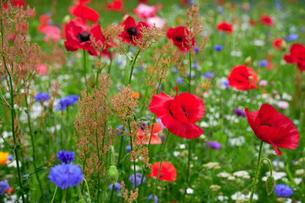 istock Wildlife flowers in field 2163001878