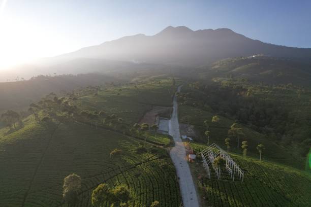 istock Green tea plantation 2163004391
