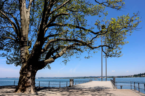Walkway and beautirul tree along Lake Geneva looking toward Lausanne in springtime in the Swiss Alps Switzerland