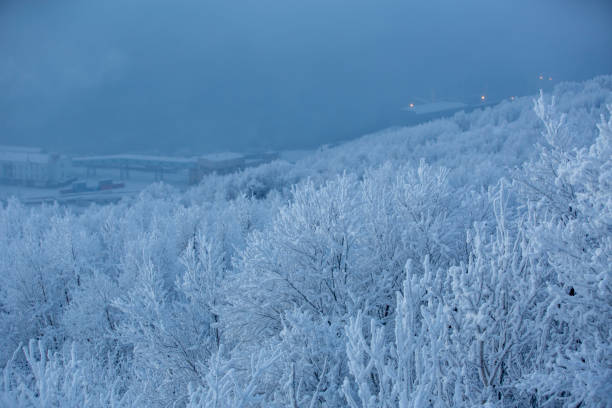 A winter forest characterized by a rugged, snow-covered landscape, with snow-clad trees and harsh weather creating a bleak and frosty environment