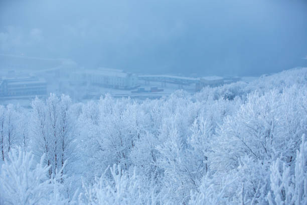 A winter forest with a challenging, snow-encrusted terrain, where trees are weighed down by snow and the severe weather contributes to a cold, wintry atmosphere