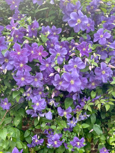 istock Clematis purple flower creeper 2163006817