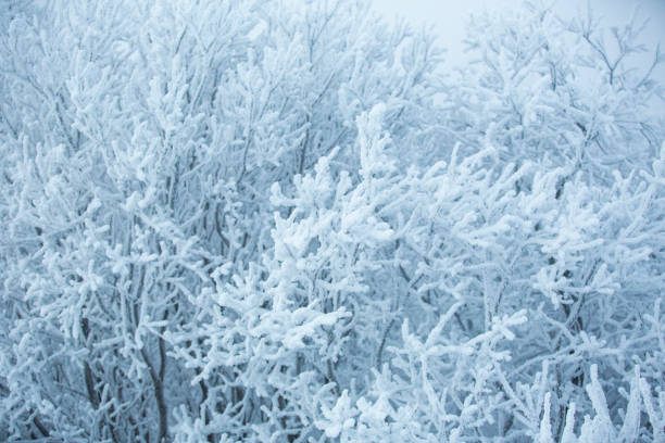 A cold, wintery forest with snow-covered terrain and frost-laden trees, enveloped in harsh weather conditions.