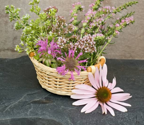 Greek and common oregano, pink hyssop Hyssopus officinalis,  flower heads of Monarda didyma in basket and Echinacea pupurea on stone.