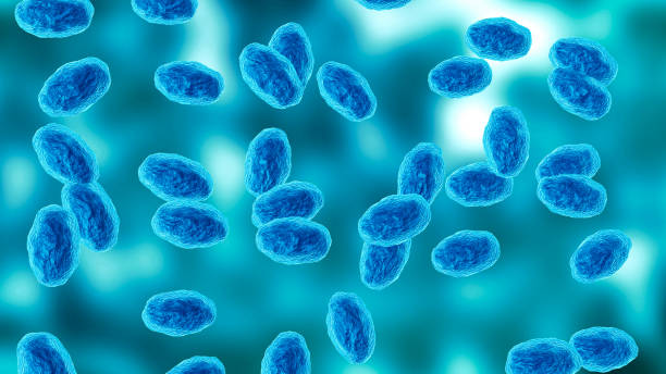 istock Colony of the Bordetella pertussis bacterium that causes pertussis, a whooping cough 2163011104
