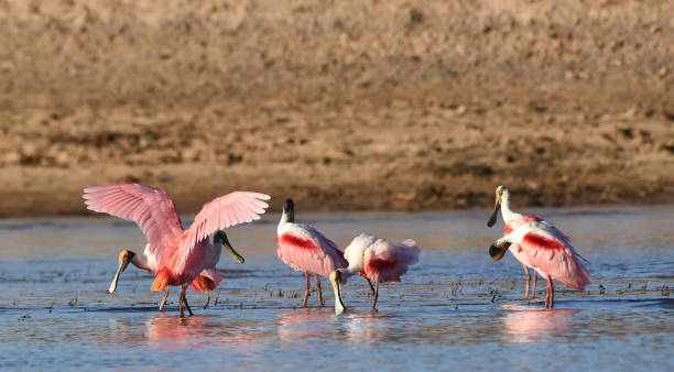 istock Roseate Spoonbills (Ajaja ajaja) in the evening sun 2163011878