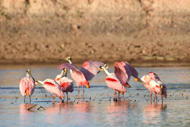 Roseate Spoonbills (Ajaja ajaja) in the evening sun