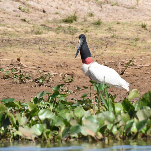 istock Jabiru (Jabiru mycteria) on river bank 2163011953