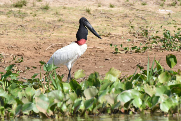 istock Jabiru (Jabiru mycteria) on river bank 2163011964