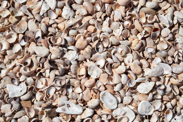 istock Atlantic beach shell texture in close i-up for background 2163015393