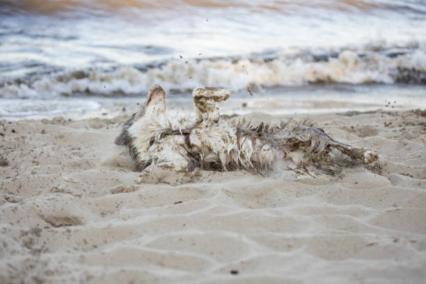 Wet Border Collie dog is rolling on beach sand during summer day.