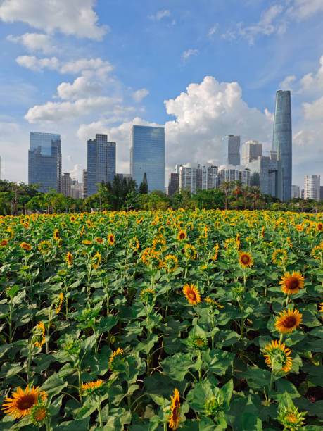 istock Sunflowers with modern building in Guangzhou China. 2163017592