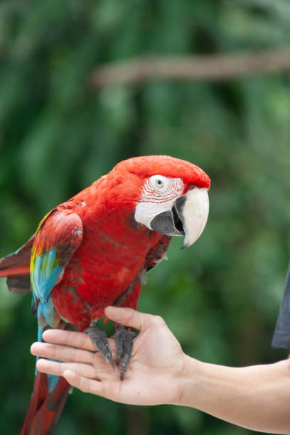 istock Vibrant Red Macaw Perching on Hand in Lush Tropical Setting 2163019857