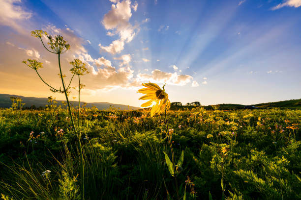Sunflowers at Sunset Wide Angle Landscape - Scenic mountain view of incredible fields of wildflowers with setting sun creating a nice sun star. Dramatic cloud in sky in background as warm light illuminates the scene.