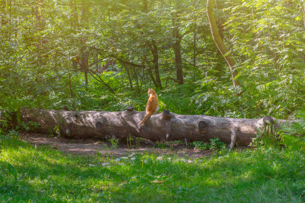 A red cat walks alone in the summer forest. A pet sits on a fallen tree trunk in the forest.