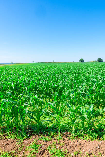 istock Vegetable farm in England 2163022500