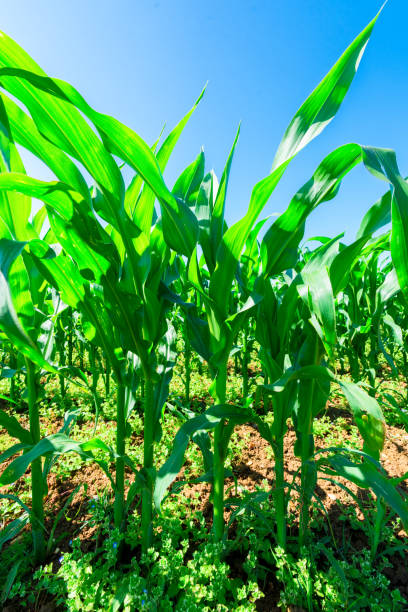 istock Vegetable farm in England 2163022546