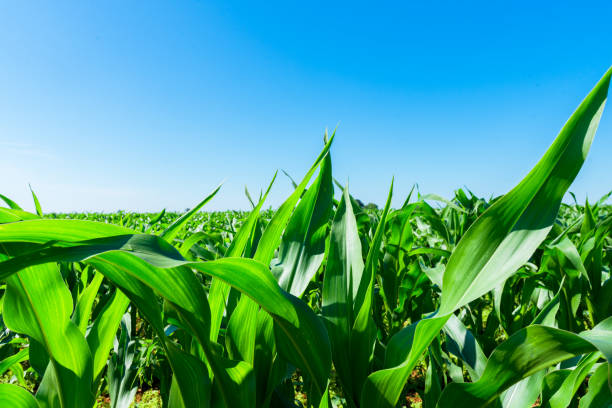 istock Vegetable farm in England 2163022547