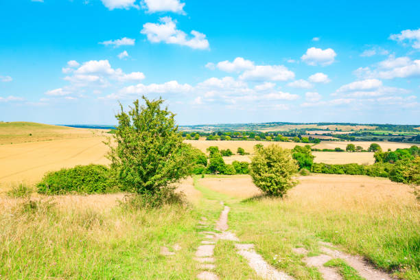 Agricultural field in summer