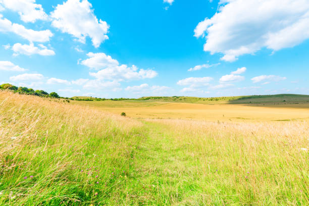 istock Agricultural field in summer 2163022629