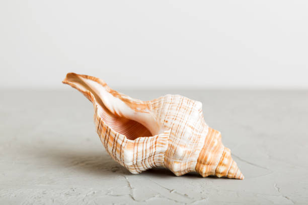 istock Summer time concept with sea shells or starfish on a table background with copy space for text 2163023560