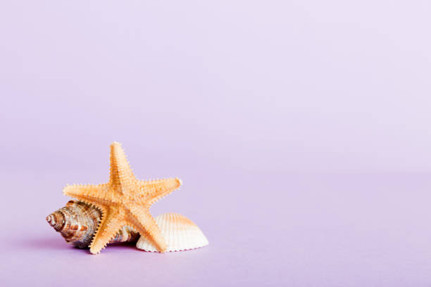 Summer time concept with sea shells or starfish on a table background with copy space for text.