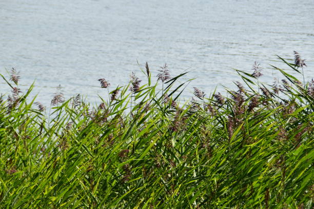 istock Water Plants on Sea Shore 2163024692
