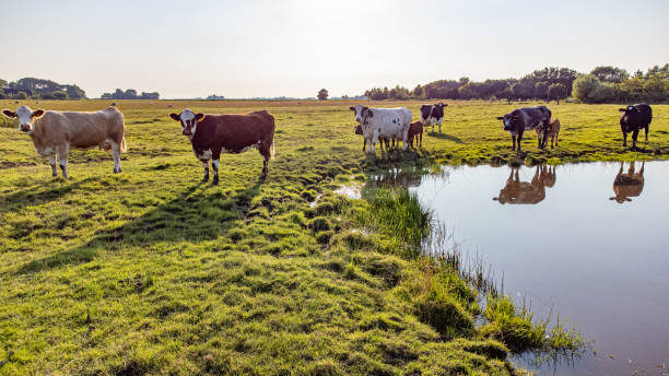 istock Cows with Calves Grazing on a Meadow at Sunset 2163025156