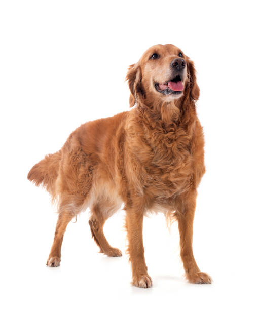 istock Golden retriever in studio 2163025760
