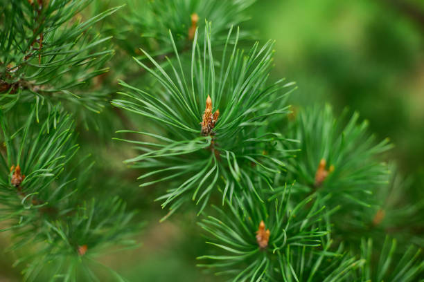 Pine needles, branches, and cones are visible in this close-up image.