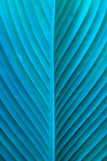 istock Close-up abstract macro nature exotic turquoise blue green leave texture tropical Jungle plant in dark background.Curve leaf floral botanical desktop wallpaper,website cover backdrop. 2163030563