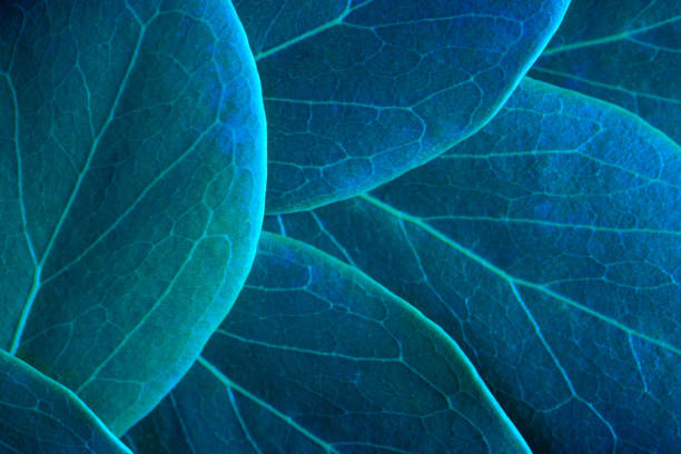 Close-up abstract macro nature exotic turquoise blue green leave texture tropical Jungle plant in dark background.Curve leaf floral botanical desktop wallpaper,website cover backdrop.