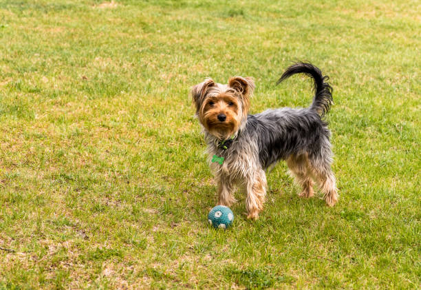 Yorkshire Terrier with ball in the garden.