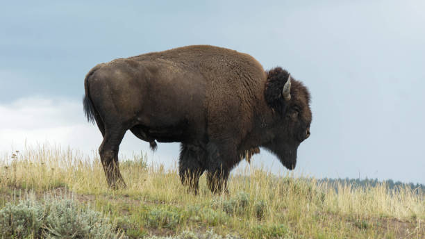 This iconic bison standing on a hillside in Yellowstone national park. Buffalo of the west.