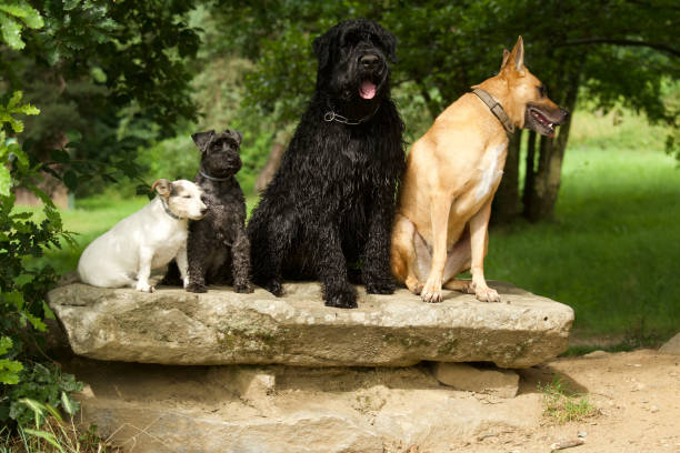 4 undisciplined  dogs