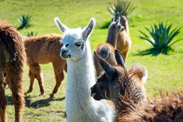 istock Llamas in a field, Ecuador. 2163037943