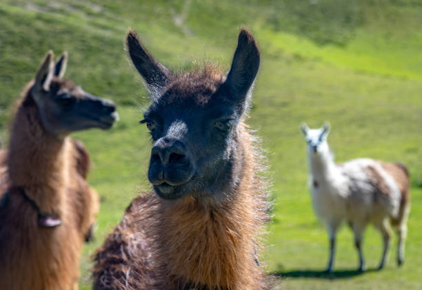 Llamas of all colors and sizes walking around a field and enjoying a beautiful sunny afternoon. Cochasqui, Ecuador.