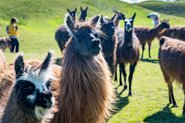 istock Llamas in a field, Ecuador. 2163037965