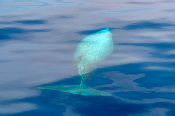 istock Cuvier Beaked Whale underwater near sea surface while breathing 2163038270