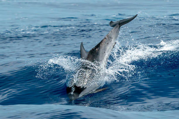 istock striped dolphin jumping outside the sea 2163038271