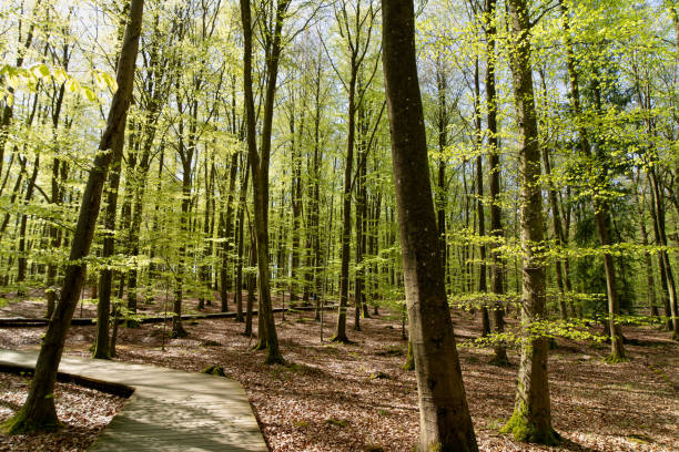 A serene trail winds through verdant linden and beech woods under soft morning light. A refreshing breeze complements the scene. Copenhagen, Denmark.